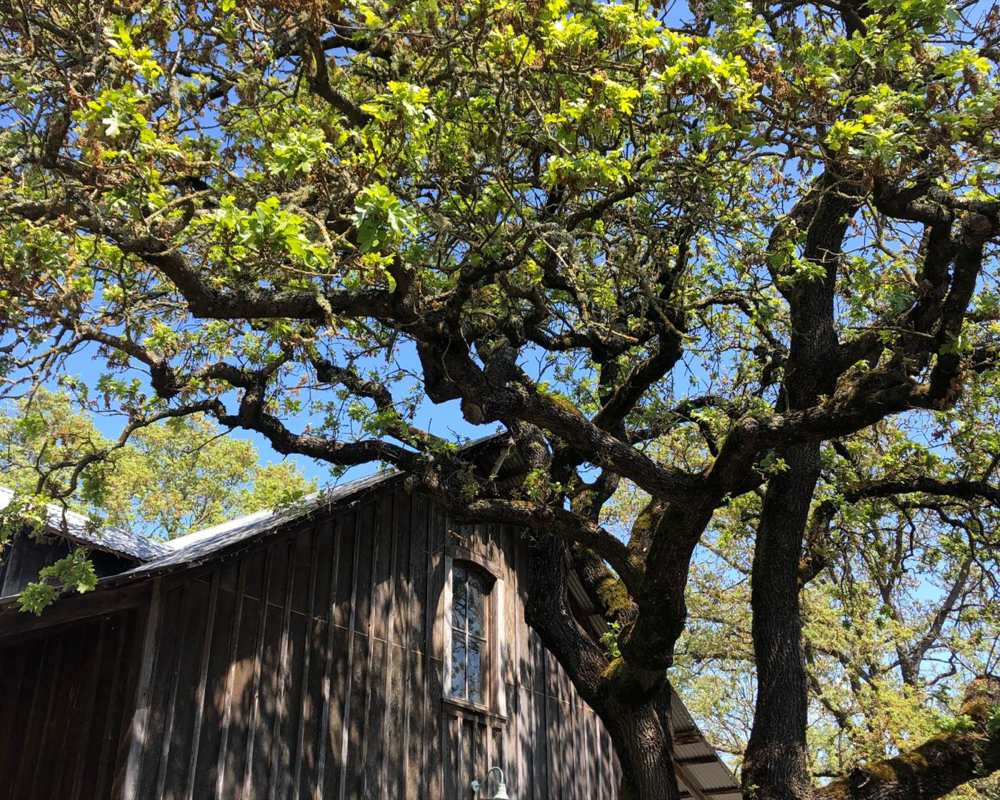 A weathered timber barn beneath a spreading oak