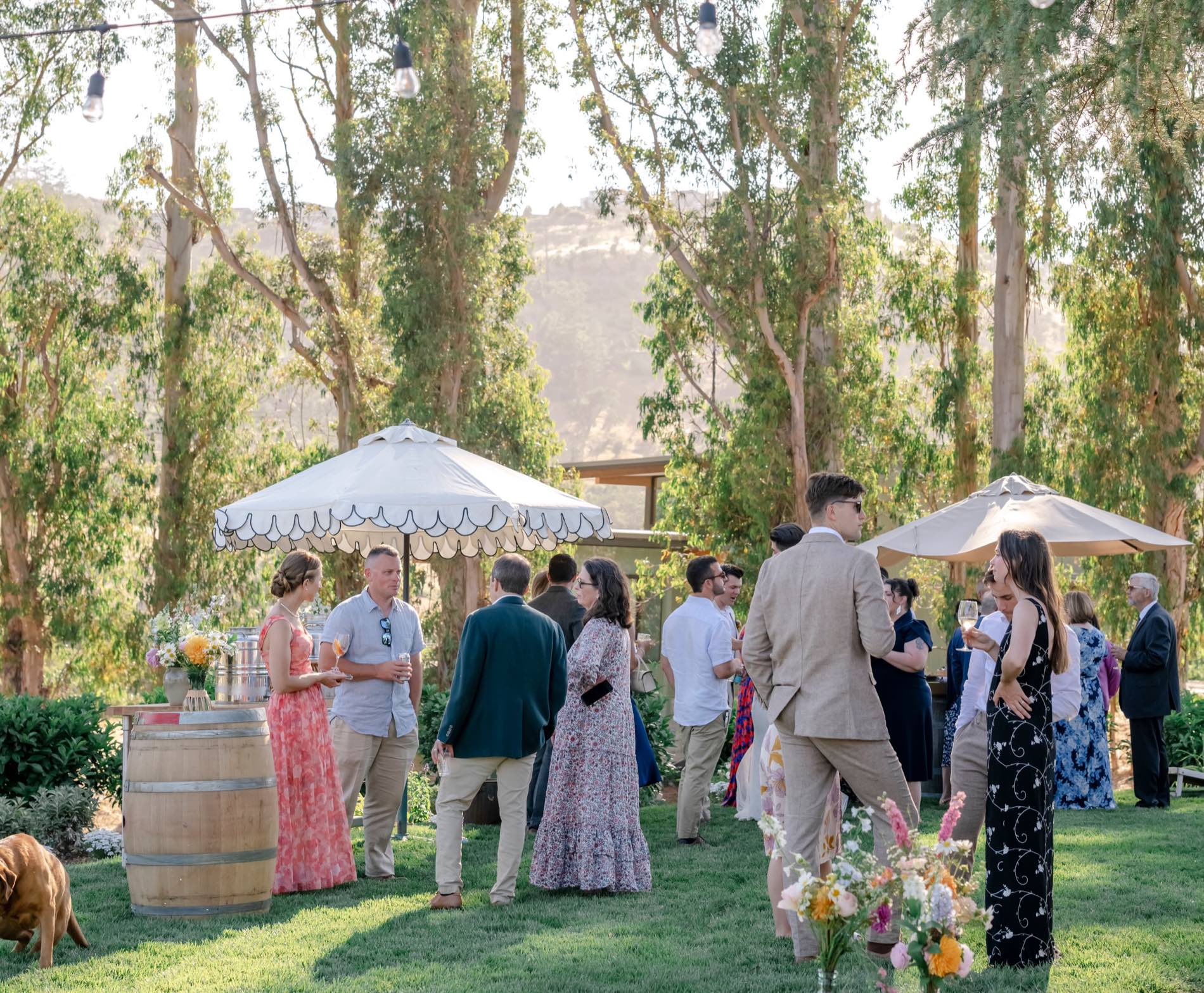 Guests gathering on a lawn under string lights at an outdoor farm event